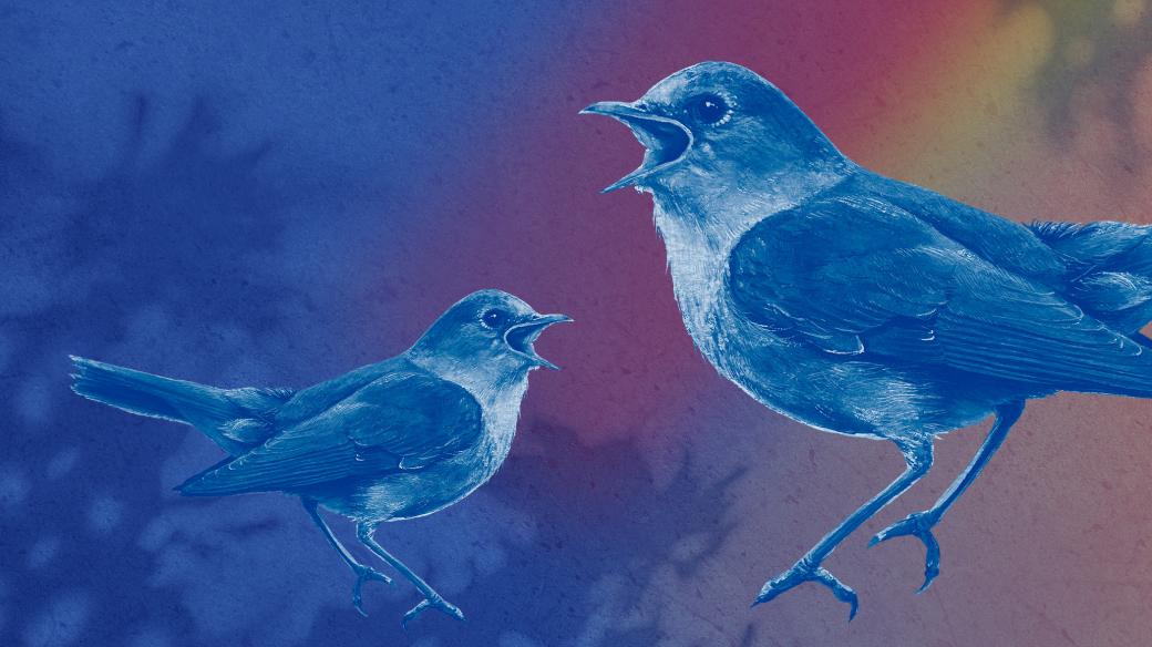 Mistři pěvci opeřenci