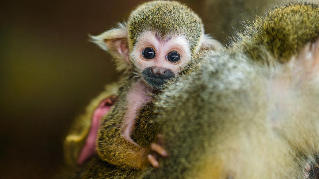 Dvě zářijová mláďata jihoamerických opic kotulů veverovitých naleznou návštěvníci v expozičním celku Vodní svět a opičí ostrovy v dolní části Zoo Praha