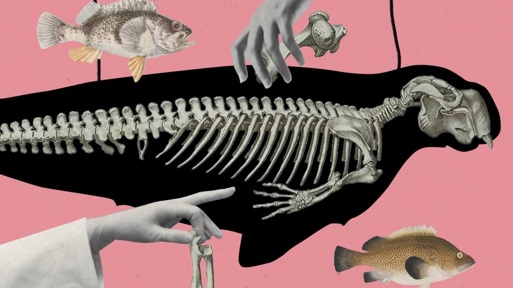 Iida Turpeinenová: Poslední siréna