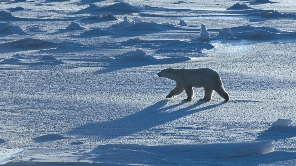 Lední medvěd (ilustrační foto)