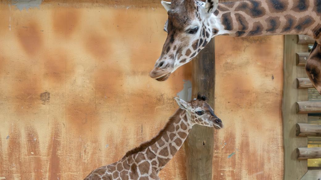 Žirafy s mláďaty v Zoo Olomouc