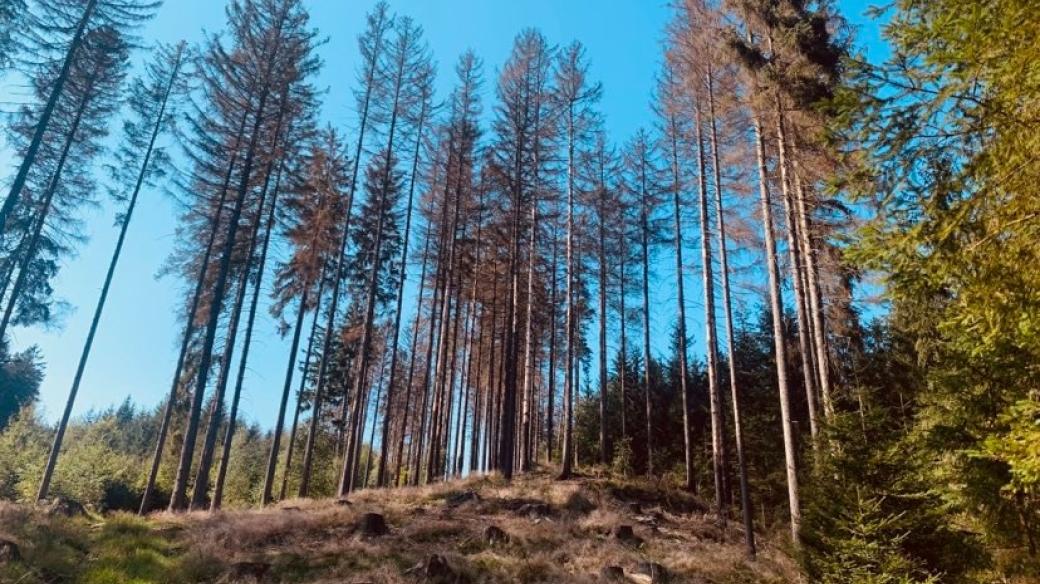 Část lesů v CHKO Broumovsko zasáhla letos kůrovcová kalamita nevídaných rozměrů