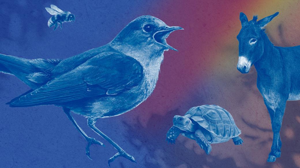 Mistři pěvci opeřenci a jiné zvířectvo