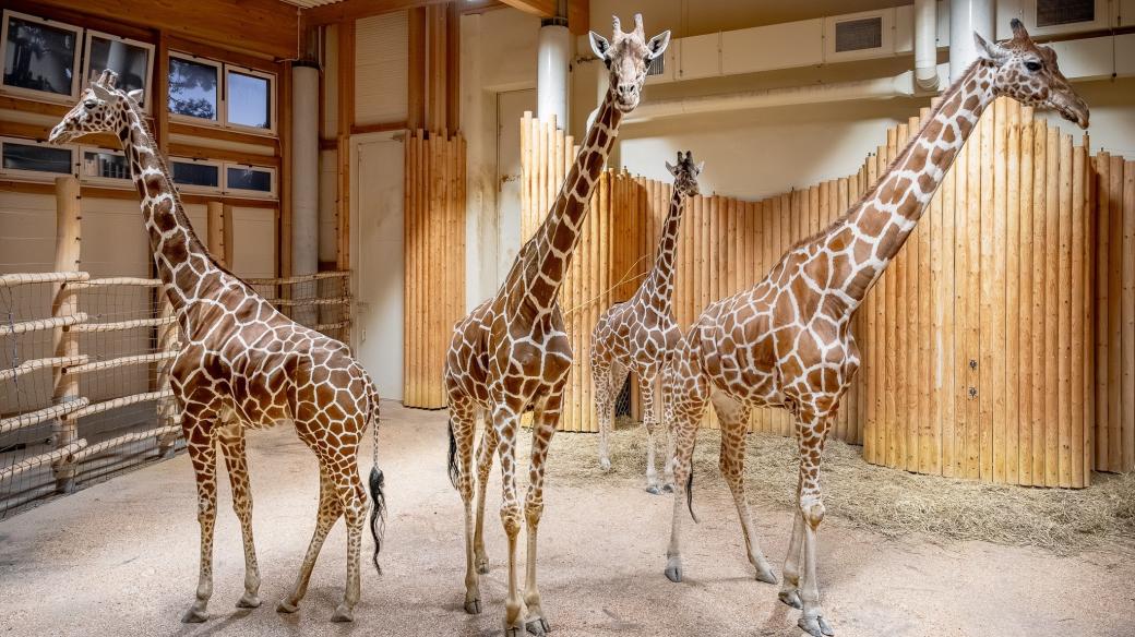 Mládě žirafy síťované po 12 letech! První narozené v „žirafím chrámu“ Safari Parku Dvůr Králové