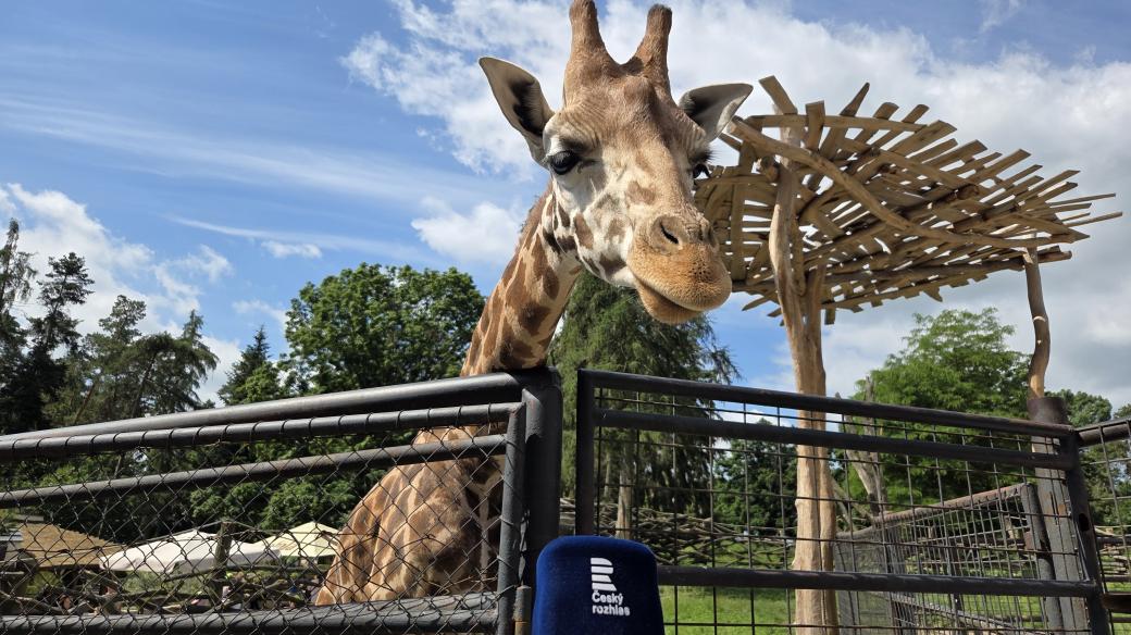 Žirafa Rothschildova v ZOO Olomouc na Svatém Kopečku