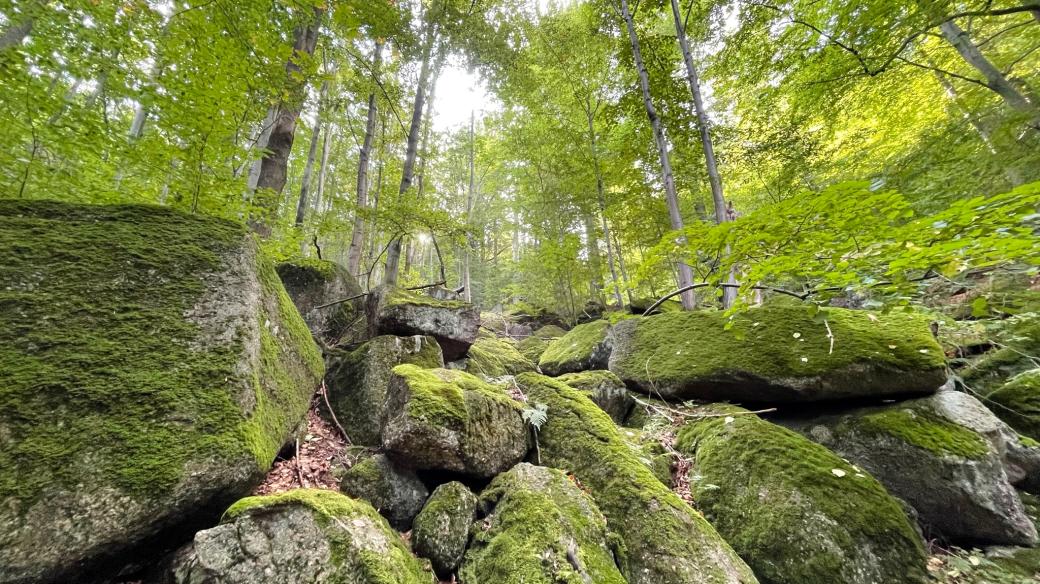 Jizerskohorské bučiny, které jsou zapsané na seznamu UNESCO