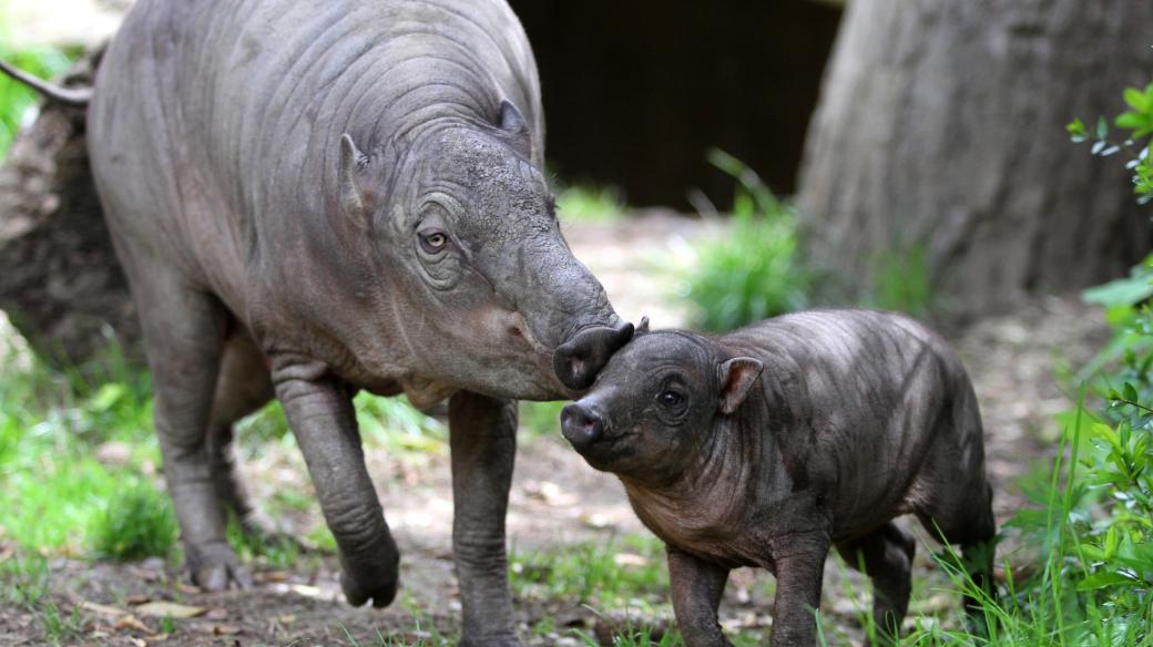 Babirusa sulaweská, ZOO Jihlava