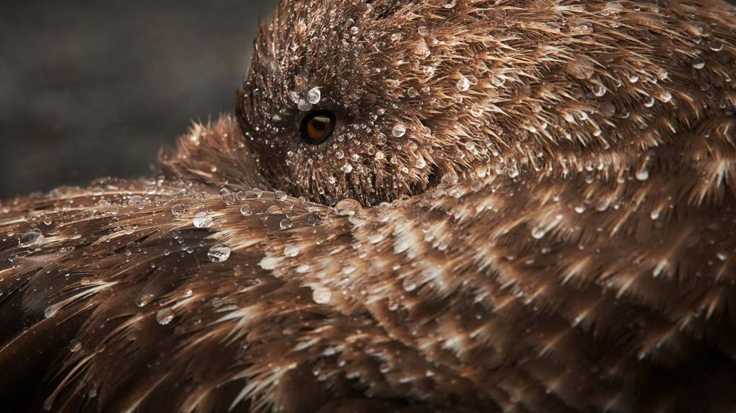 Chaluha subantartická, Jižní Georgie - Antarktida