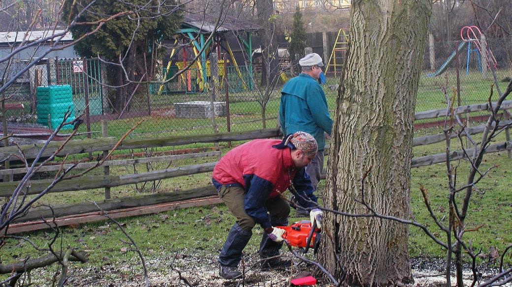 Povolení podléhá i kácení stromu s obvodem nad 80 cm ve výšce 130 cm nad zemí, pokud rostou na zahradách