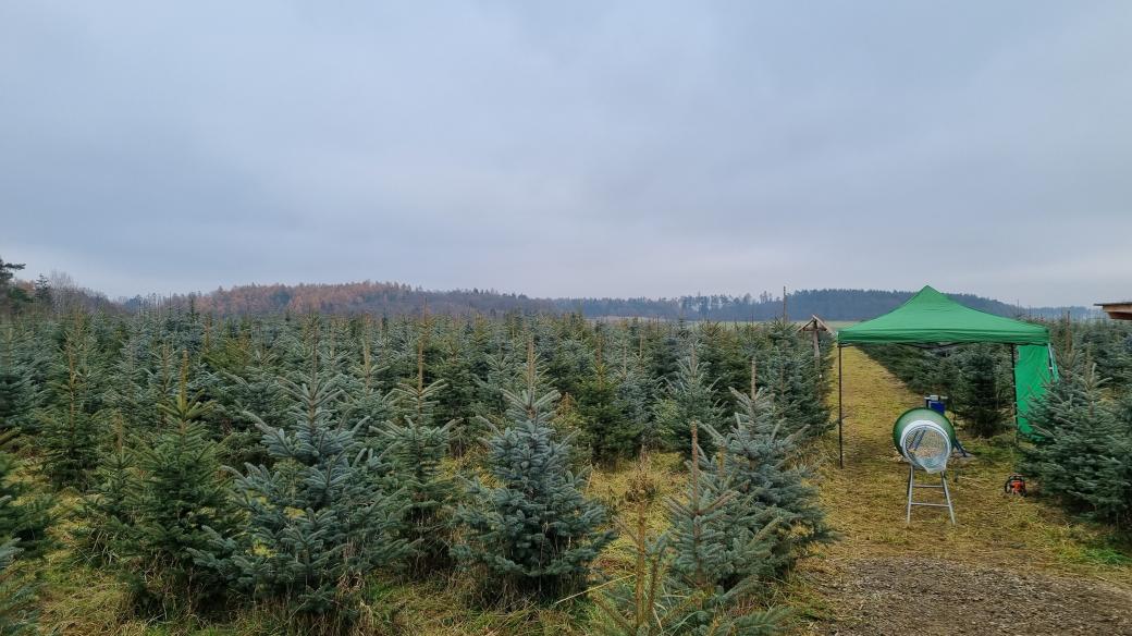 Stromečková plantáž v Podolí u Bouzova