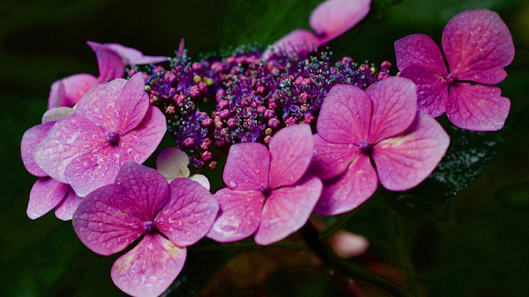 Hortenzie drsná (Hydrangea Aspera)