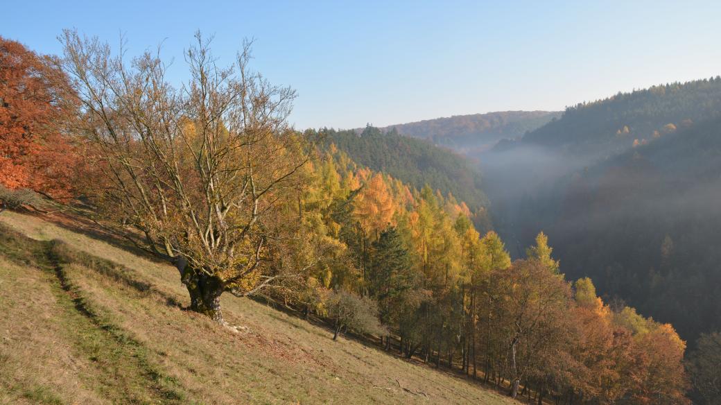 Lánská obora