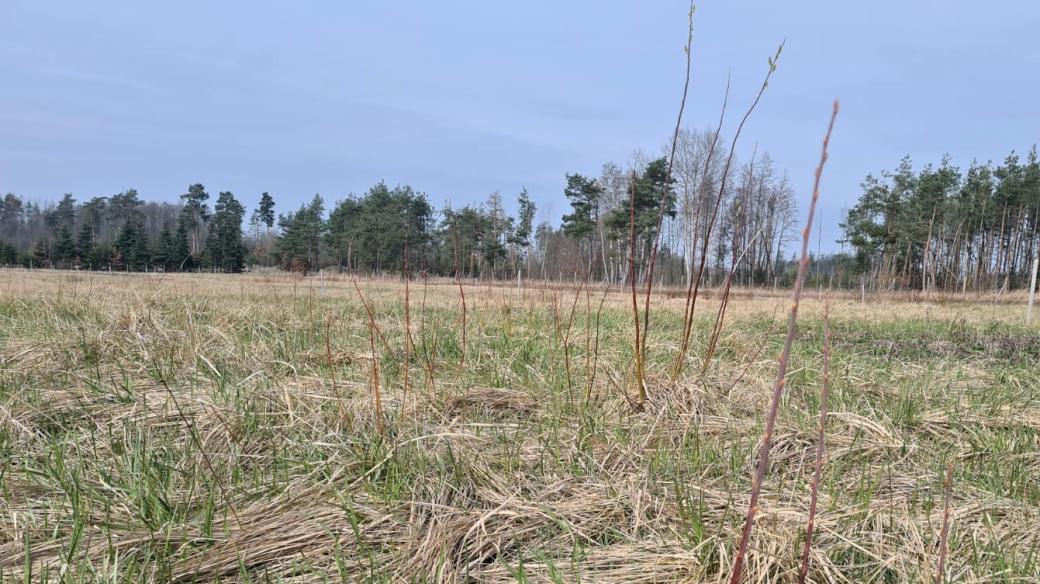 U Budišova na Třebíčsku založili lesníci na několika hektarech pěstovat tropické dřeviny