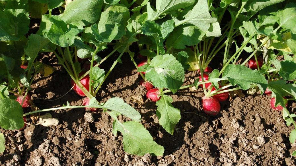 V truhlíku sejeme ředkvičky asi 2 cm od sebe. 2 řádky do truhlíku 10 cm, 3 do 15 cm širokého