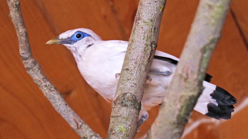 Majna, Zoologická zahrada Jihlava