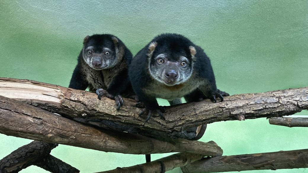 Kuskus medvědí ze zoo v Ústí nad Labem