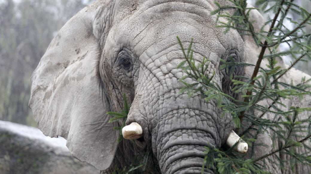 Tři slonice si rády vyrazí na malou procházku dvorským safari parkem