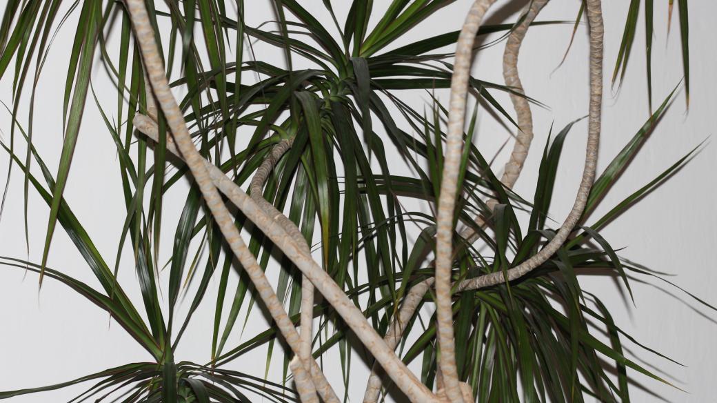 Dracena