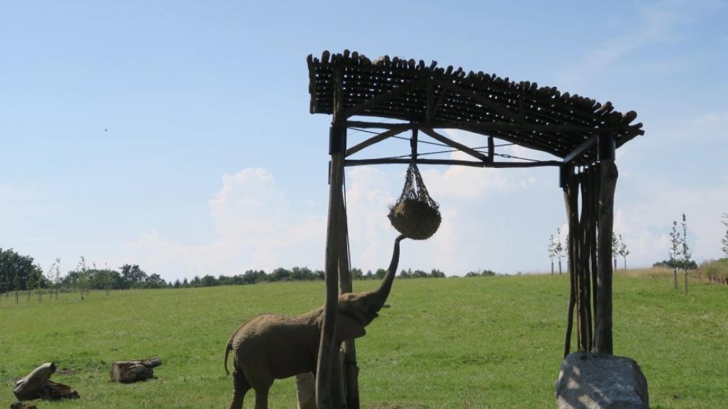 přístřešek pro slony v ZOO Lešná