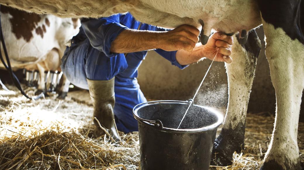 Dříve chovatelé krávy dojily ručně. Dnes se používají i stroje