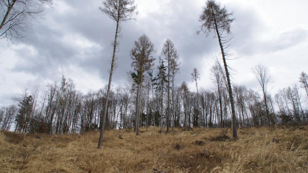 Výhledy z Markovice bohužel otevřel kůrovec