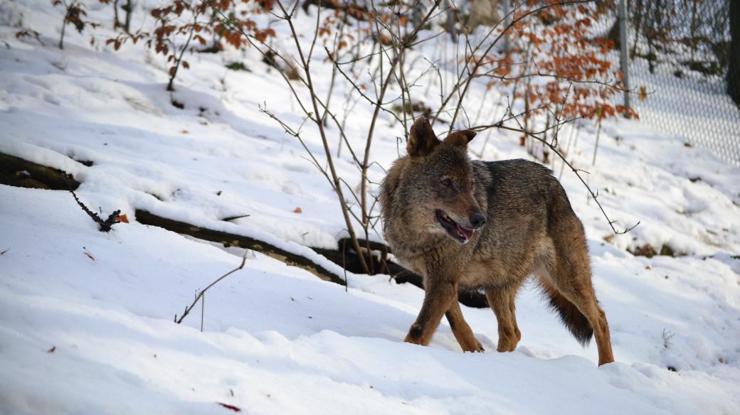 Vlk obecný, Zoologická zahrada Jihlava