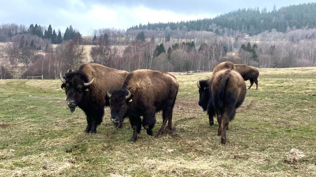 Bizoni američtí na pastvině u Lipna nad Vltavou