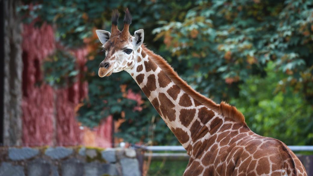 Žirafí nadílka ve dvorském safari parku