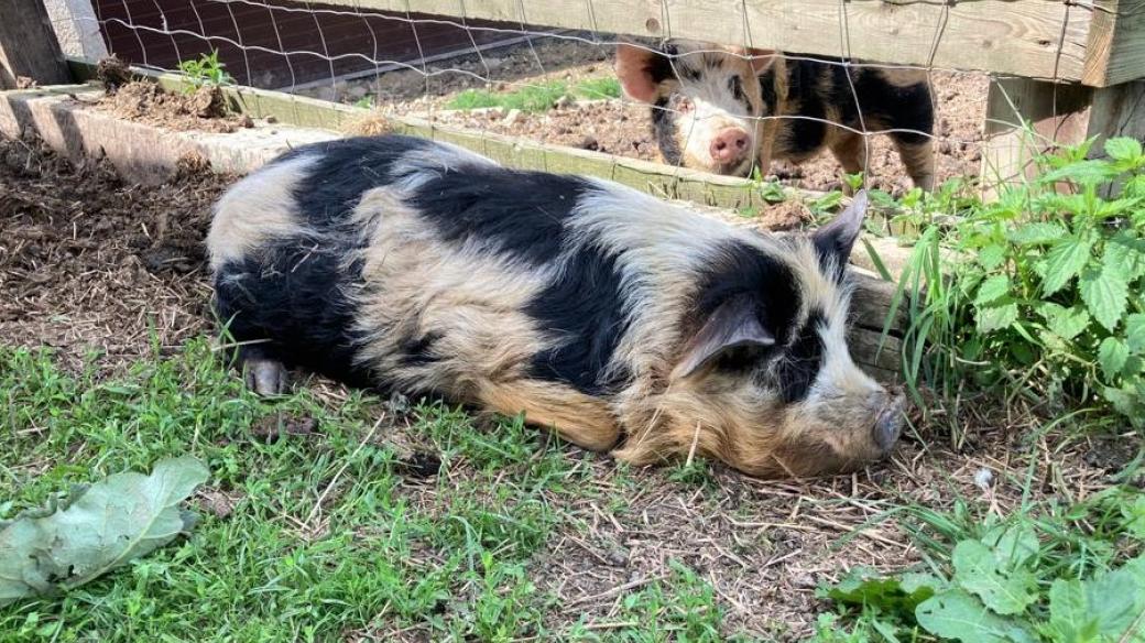 Prasata kune kune na farmě V Marinkách u Blažejova