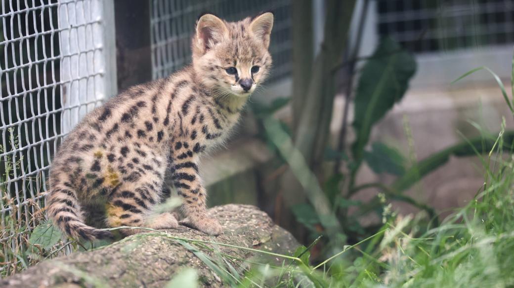 Dvorský safari park se chlubí novými mláďaty servalů