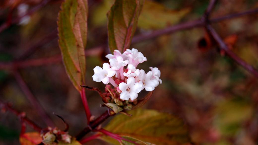 Kalina vonná (Viburnum farreri) kvete už před koncem roku a na začátku roku nového