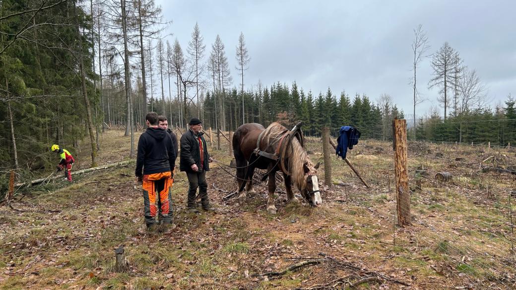 Žáci odborného učiliště trutnovské lesnické akademie mají neobvyklého kolegu. Je jím statný tažný kůň