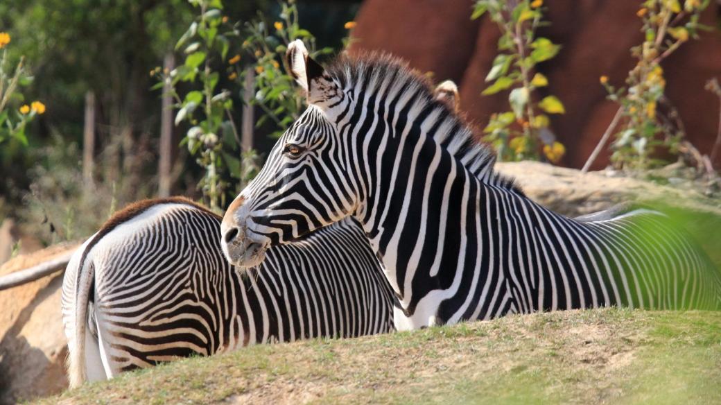 Zebry v ZOO Dvůr Králové nad Labem