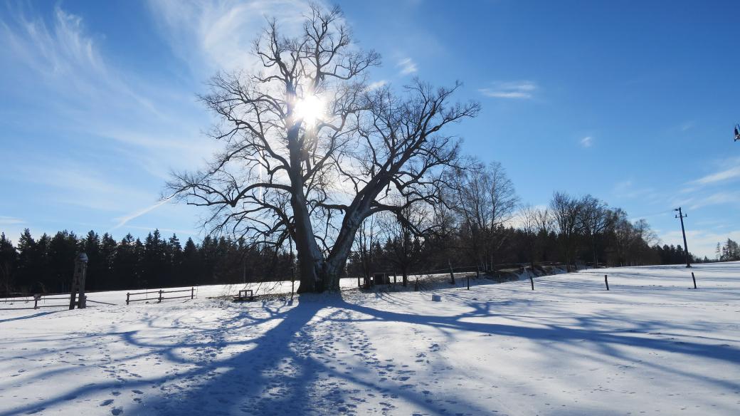 Lípa z Lipky u Horního Bradla