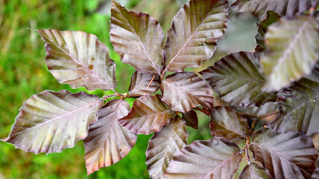 Fagus sylvatica 'Atropurpurea' - Buk lesní 'Atropurpurea'