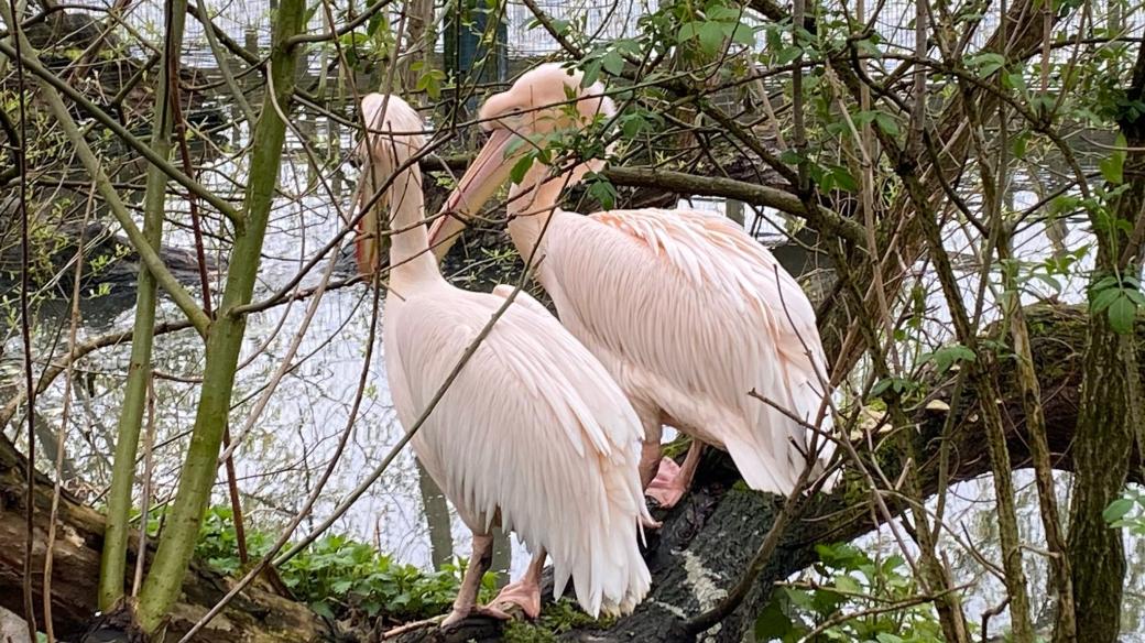 Pelikáni v Zoo Hluboká