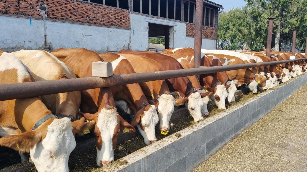 Chov skotu na Zlaté farmě ve Štětovicích na Prostějovsku