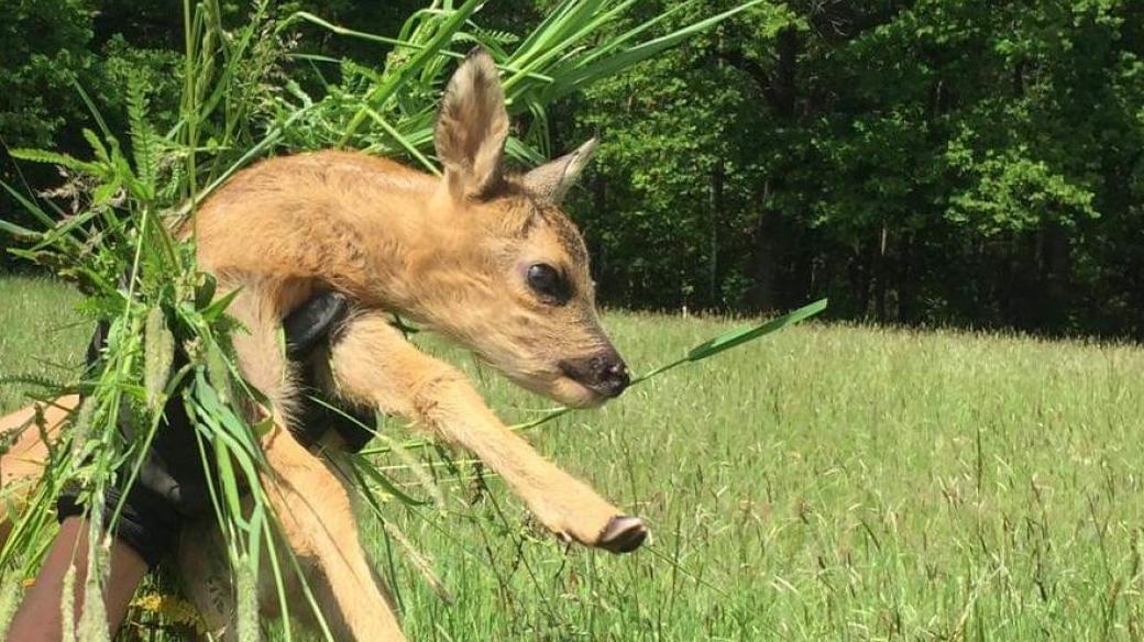 Stop sečení srnčat - zachráněné srnče odloži dobrovolníci stranou, aby si je srna mohla snadno najít