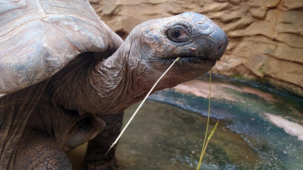 Želva obrovská v plzeňské zoo