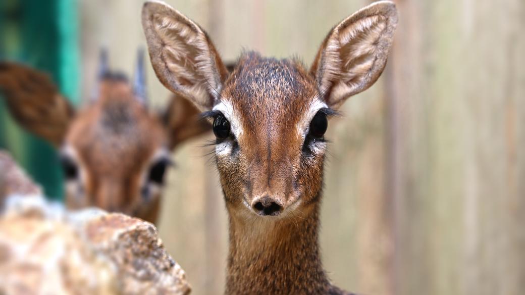 Dikdik