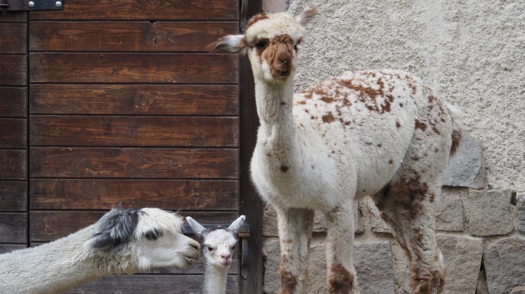 Alpaka, Zoologická zahrada Jihlava