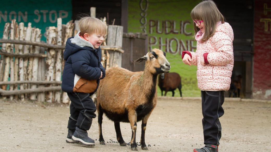 Ovce kamerunské z Dětské zoo ve dvorském safari parku