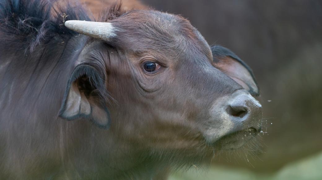 Buvol kaferský v Safari Parku Dvůr Králové