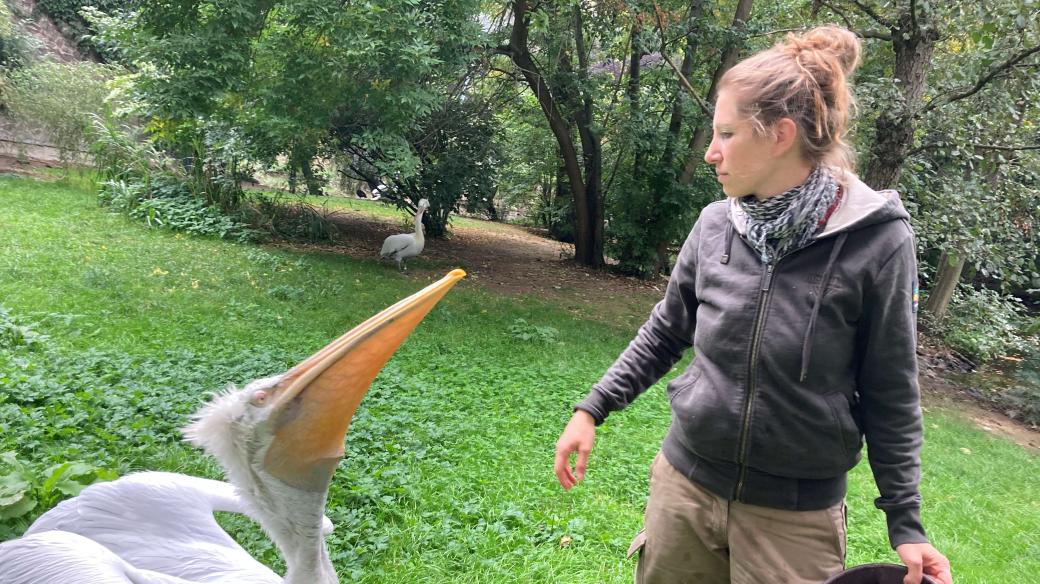 Chovatelka Aneta Kratochvílová s milovanými pelikány