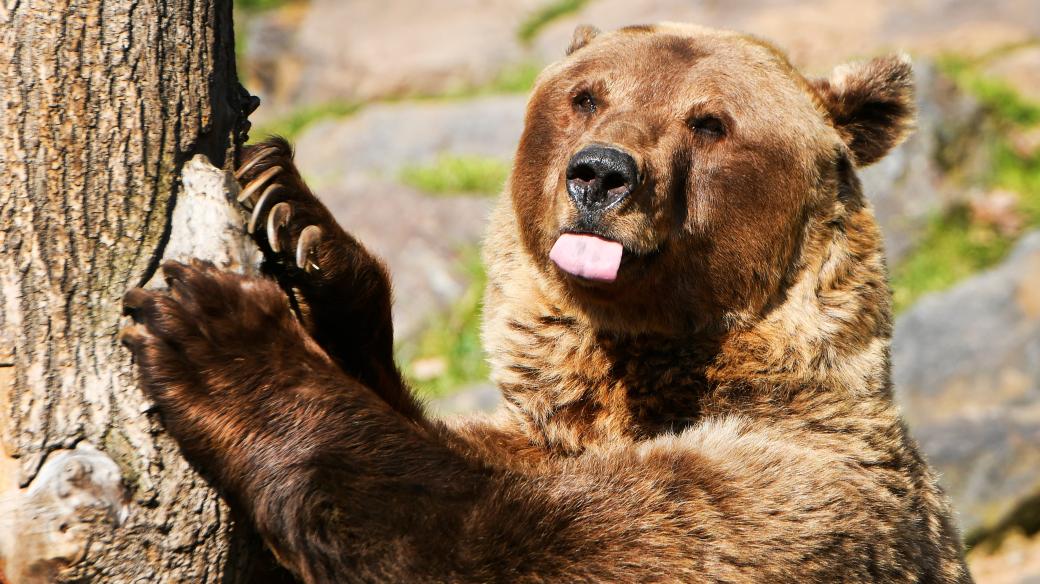 Medvědi v plzeňské zoo jsou probuzení