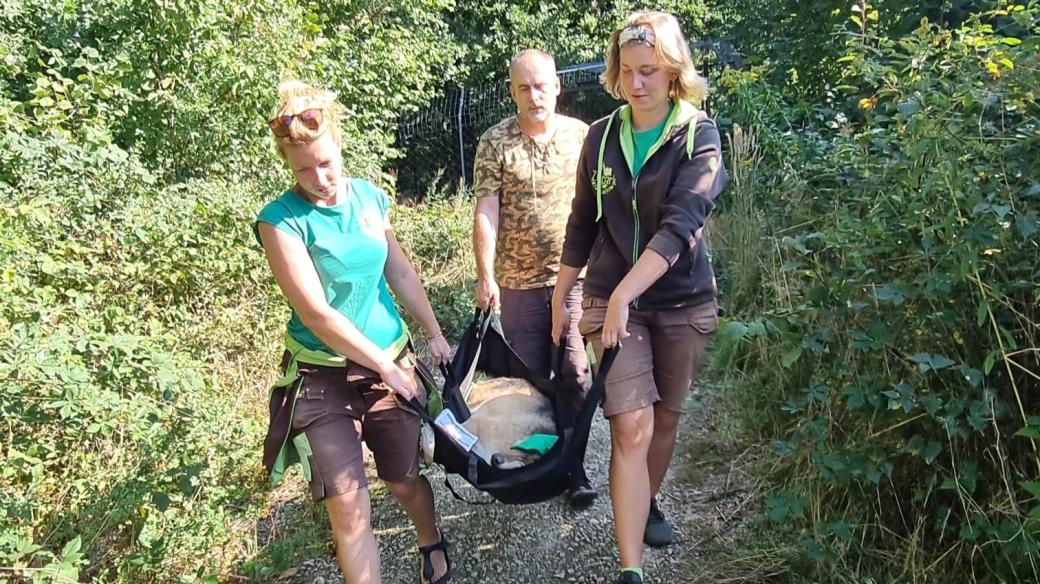 Stěhování vlků ze Zoo Na Hrádečku u Jindřichova Hradce