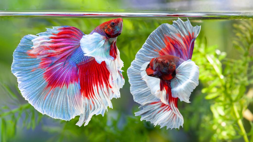 Bojovnice pestrá (betta splendens)