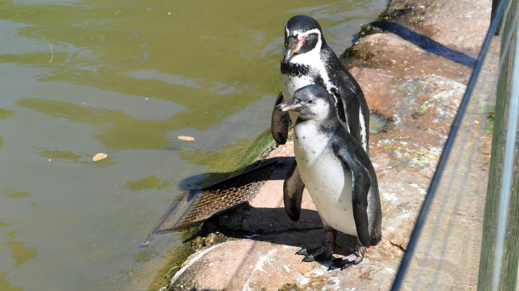 Tučňáci v Zoo Plzeň