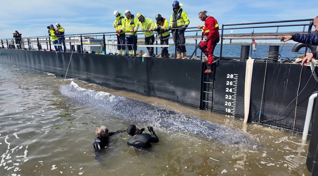 Velryba Timmy a záchranáři