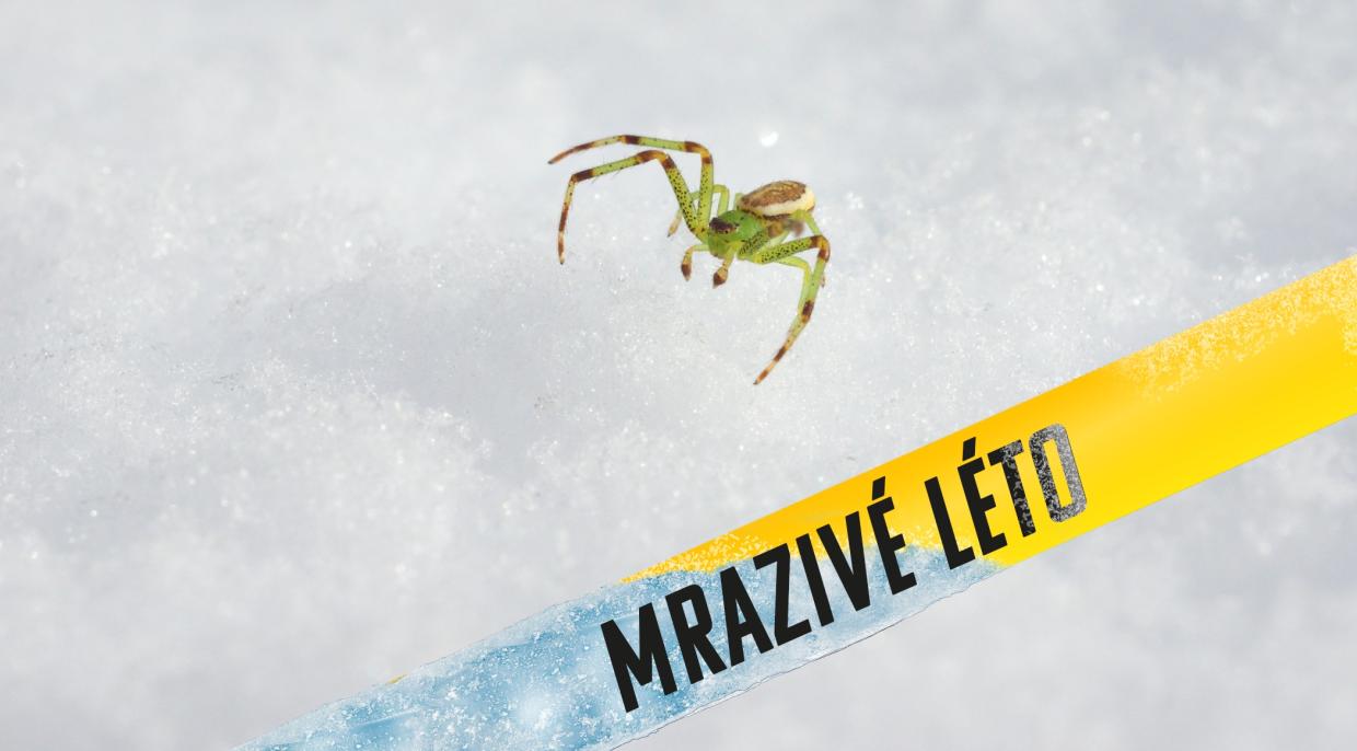 Pavouk na sněhu